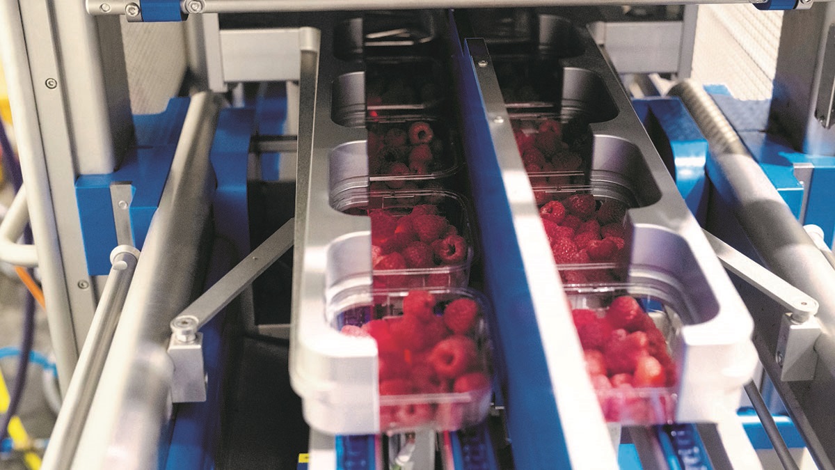 Packaging berries in rPET Packaging berries in rPET
