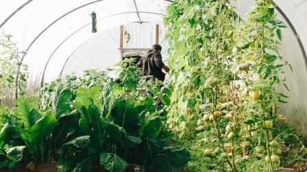 Urban Farming Man inside green house