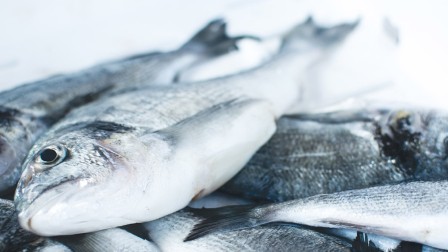 Aquaculture: The fish production of the future? Fish on ice