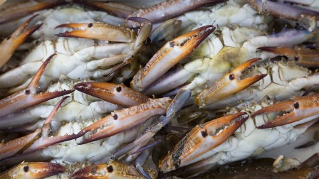 Aquaculture as a contribution to world nutrition Fish and Seafood