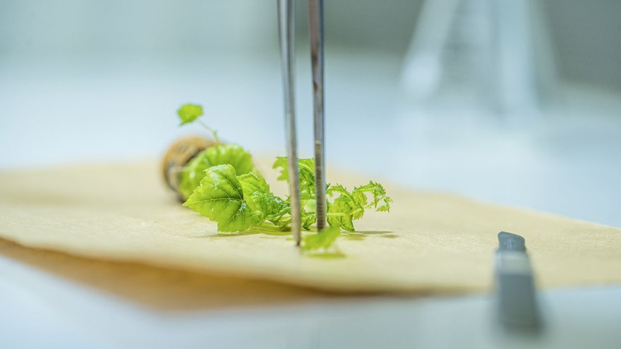 Anuga Horizon 2050 – die Zukunft der Ernährung