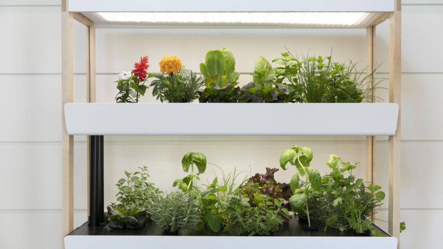 rise-gardens-indoor-gardening Indoor Gardening mit dem hydroponischen System von Rise Gardens