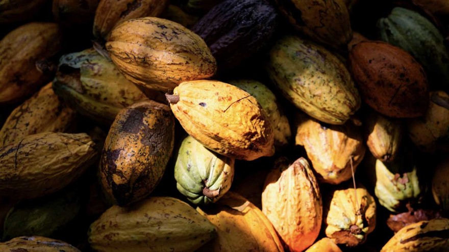 cacao beans ©tonyschocolonely cacao beans ©tonyschocolonely