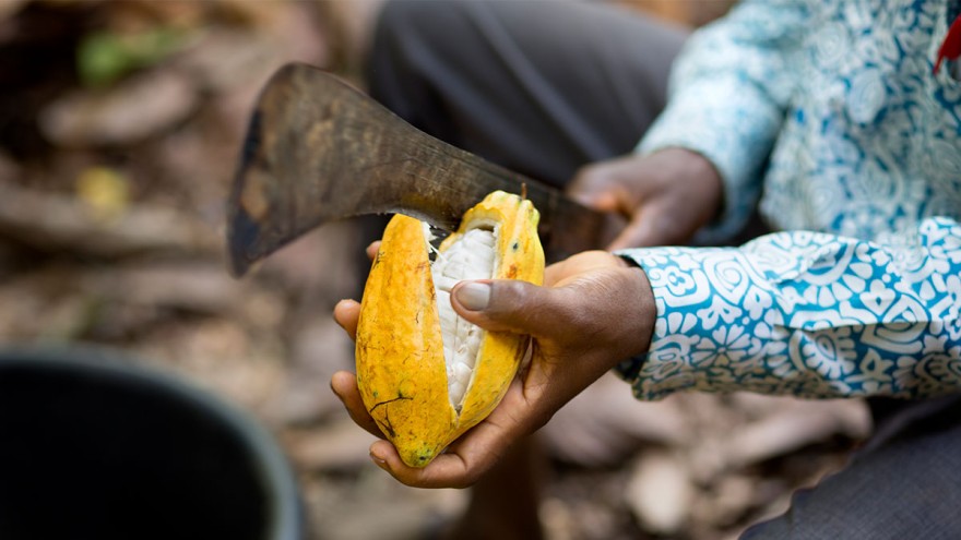 Cocoa cutting ©tonyschocolonely Cocoa cutting ©tonyschocolonely