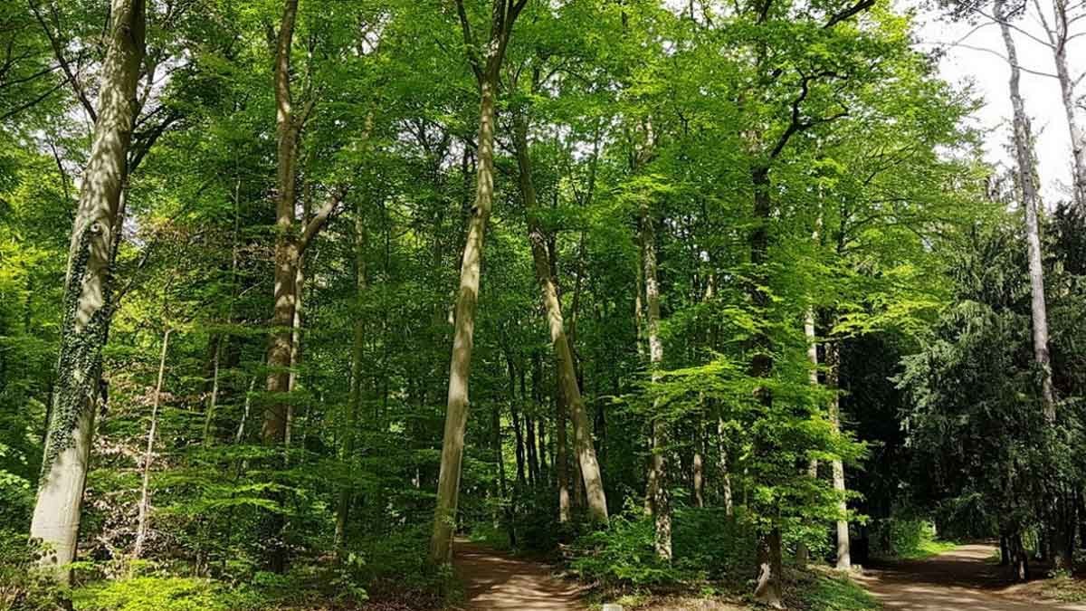 Was viele nicht wissen: Auch in Europa ist der Bedarf an Neupflanzungen von Bäumen immens. – Foto: R. Moers Was viele nicht wissen: Auch in Europa ist der Bedarf an Neupflanzungen von Bäumen immens. – Foto: R. Moers