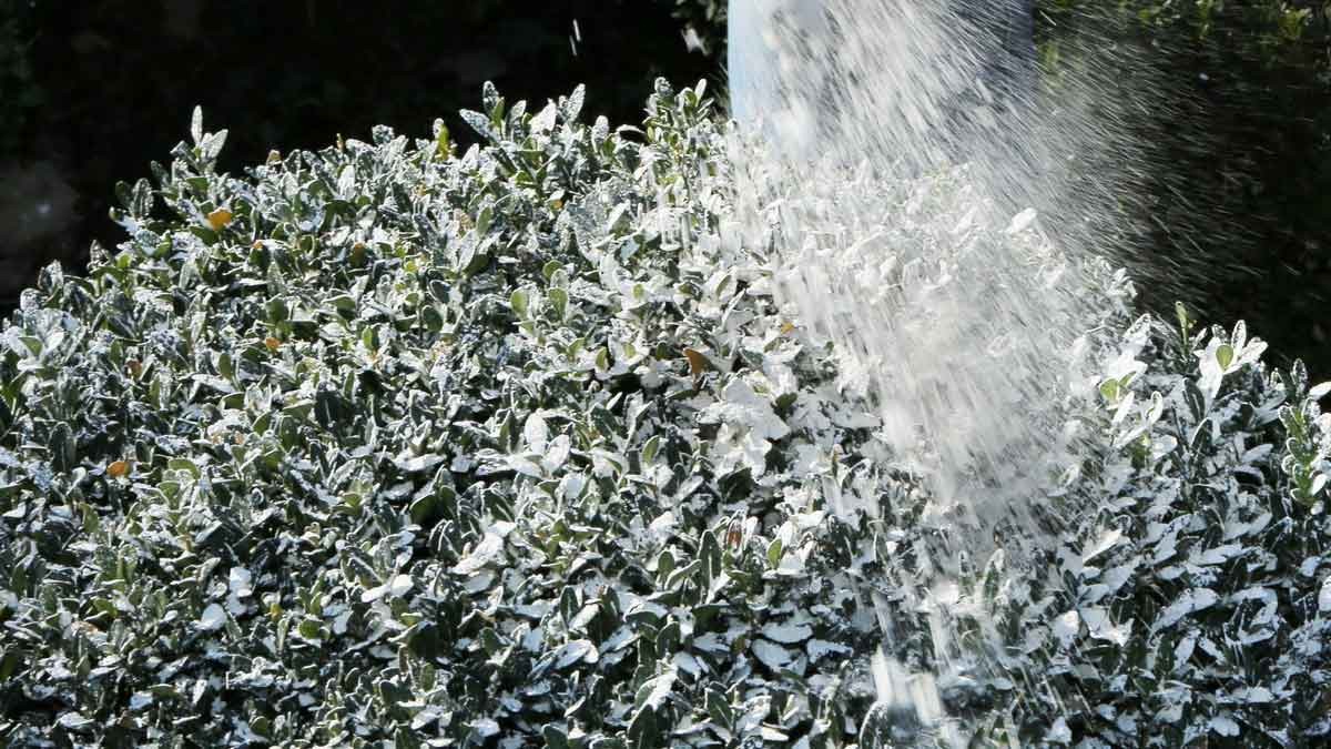 Leaf liming - Photo: Hauert Leaf liming - Photo: Hauert