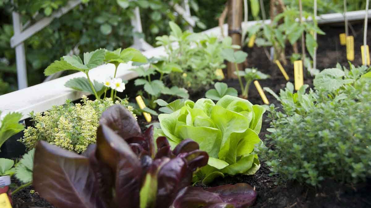 Above all, the cultivation of fruit, vegetables and herbs is very popular with the new city gardeners. - Photo: mobi99 / pixabay Above all, the cultivation of fruit, vegetables and herbs is very popular with the new city gardeners. - Photo: mobi99 / pixabay