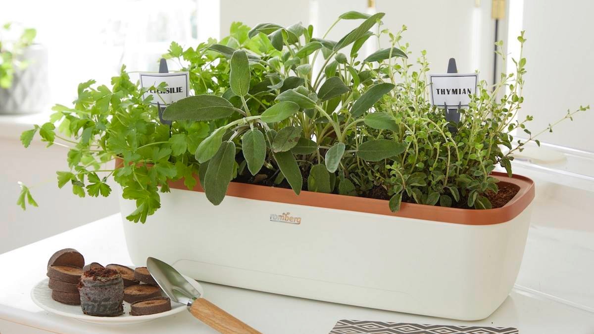 Greenhouse for an optimal microclimate: BoQube © Romberg Greenhouse for an optimal microclimate: BoQube © Romberg