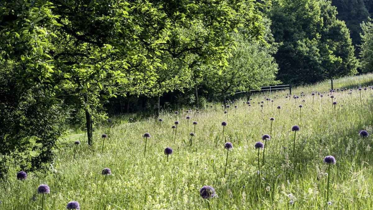 Ein Gang durch den Garten von Roland Doschka ist eine einzigartige Entdeckungsreise. – Foto: Luckner Ein Gang durch den Garten von Roland Doschka ist eine einzigartige Entdeckungsreise. – Foto: Luckner