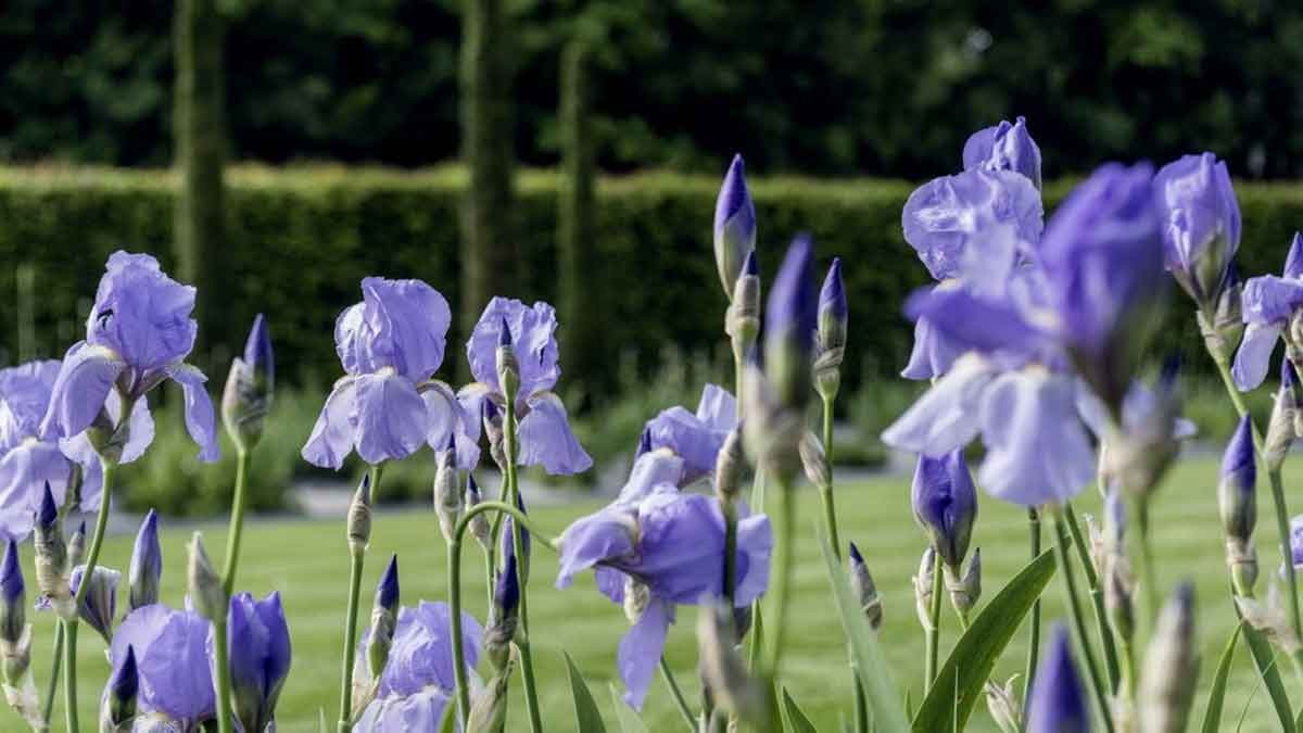 Schwertlilien (Iris) waren beliebte Bildmotive von Claude Monet und Vincent van Gogh. – Foto: Luckner Schwertlilien (Iris) waren beliebte Bildmotive von Claude Monet und Vincent van Gogh. – Foto: Luckner