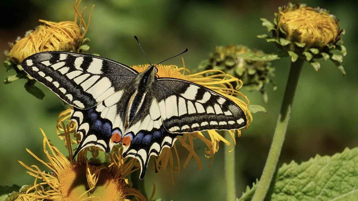 Wie kann man mit dem eigenen Garten einen Beitrag zum Erhalt der Natur leisten? – Foto: suju / pixabay Wie kann man mit dem eigenen Garten einen Beitrag zum Erhalt der Natur leisten? – Foto: suju / pixabay