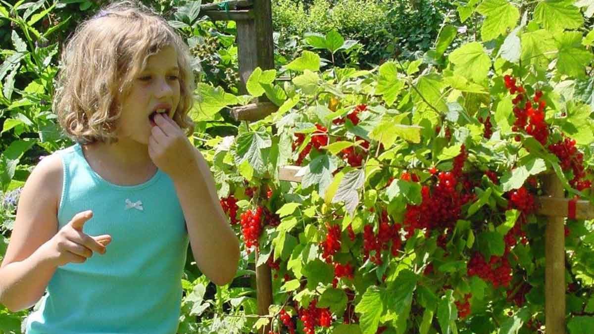 Spielen, Spaßhaben, Naschen und Erfahrungen sammeln – das macht den perfekten „Kids Garden“ aus. – Foto: BGL Spielen, Spaßhaben, Naschen und Erfahrungen sammeln – das macht den perfekten „Kids Garden“ aus. – Foto: BGL