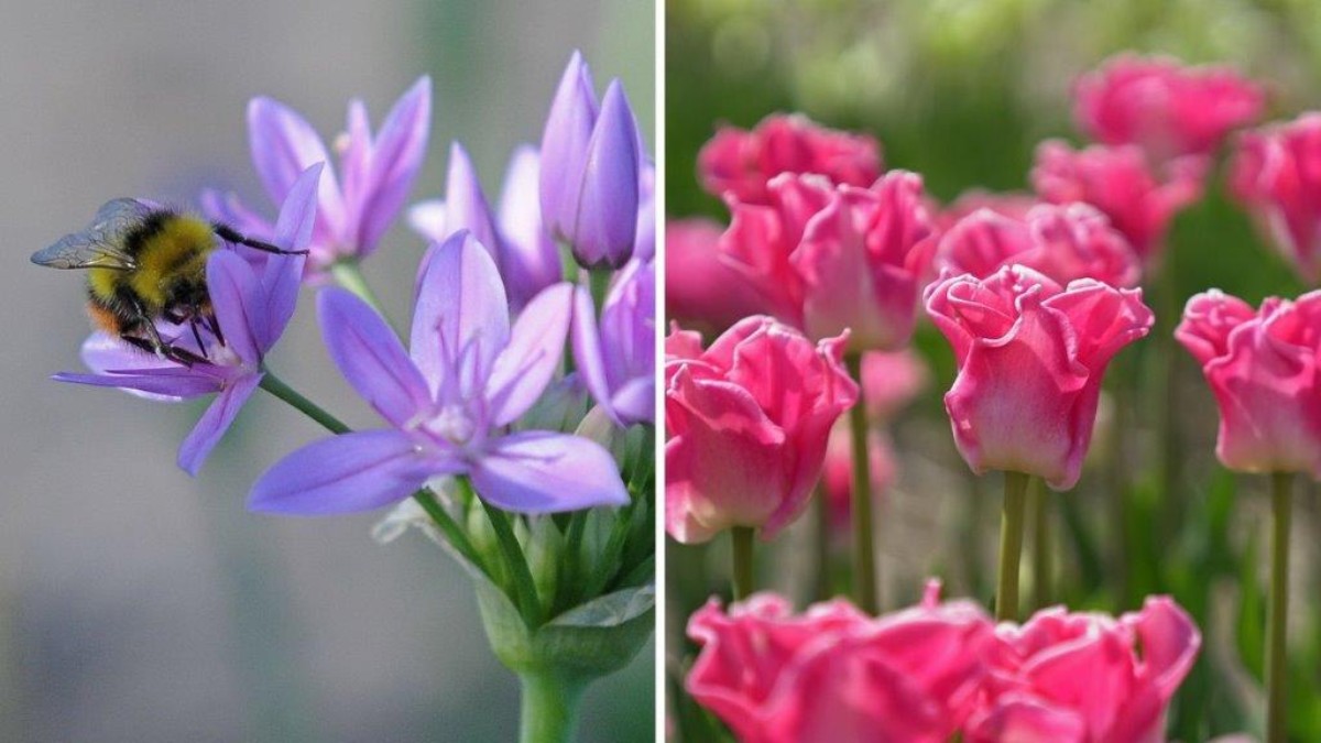 Zwiebelblumen sind derzeit gerade bei jungen Konsumenten sehr beliebt. – Foto: fluwel.de Zwiebelblumen sind derzeit gerade bei jungen Konsumenten sehr beliebt. – Foto: fluwel.de