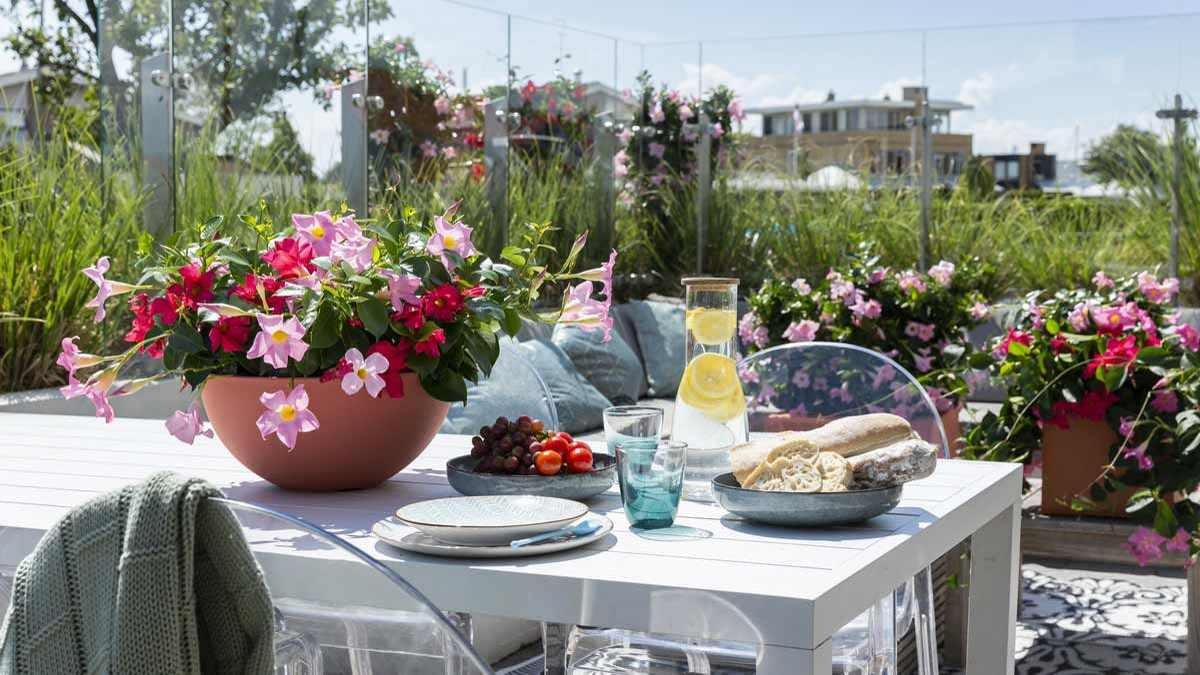 Many will spend their holidays at home this year. Therefore, the themes balcony, terrace and garden are very important. – Photo: Syngenta Flowers Crisis Management for POS Design