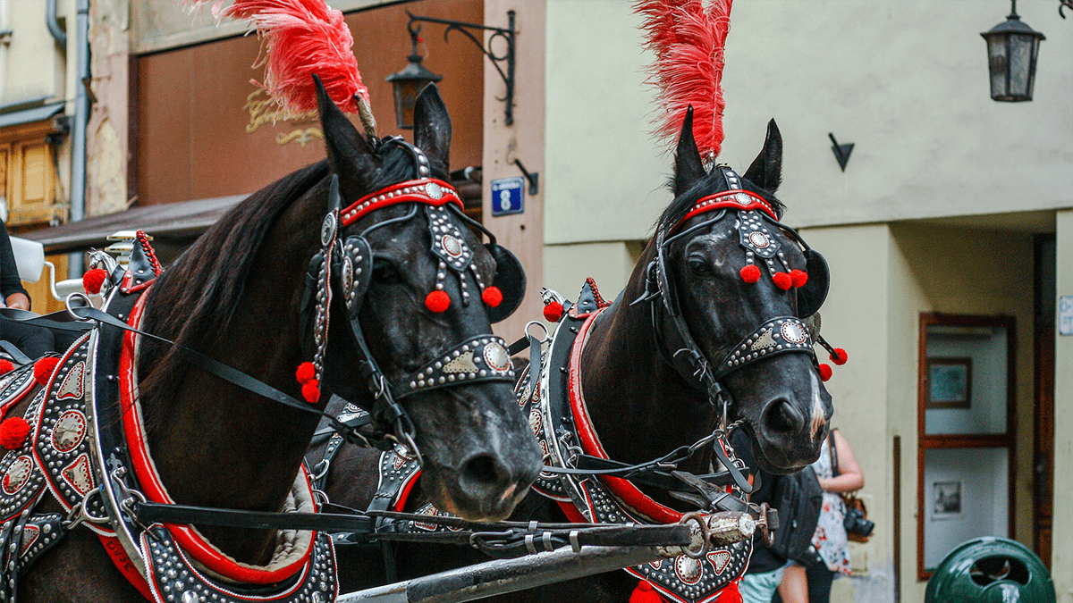 Der spoga horse Ländercheck (7): Die Pferdebranche in Polen Der spoga horse Ländercheck (7): Die Pferdebranche in Polen