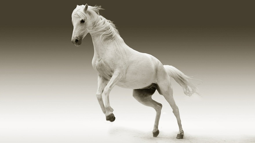 beautiful white horse